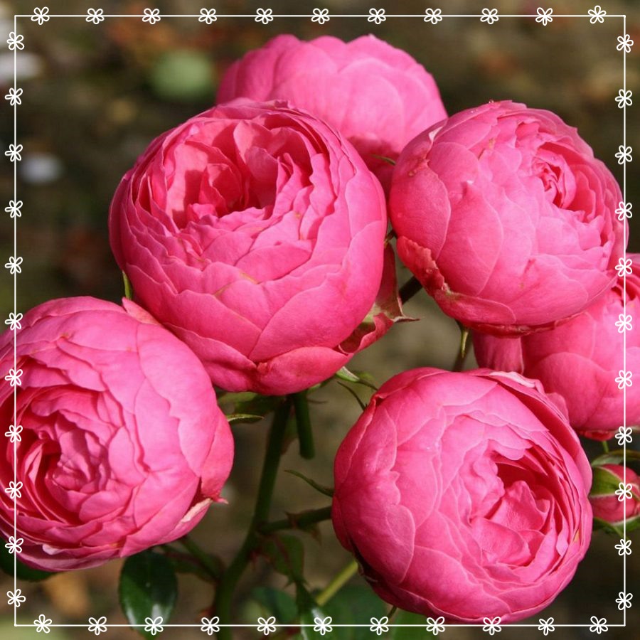 Pomponella róża rabatowa